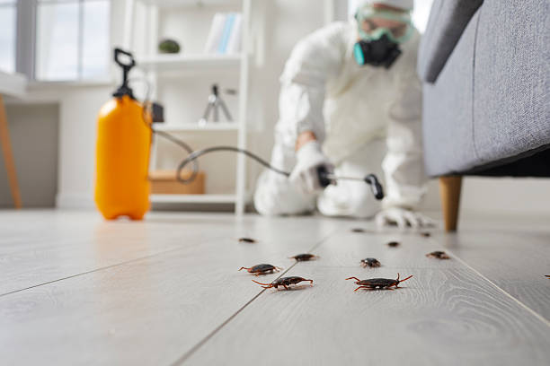 Commercial Kitchen Cockroach Control in Valparaiso
